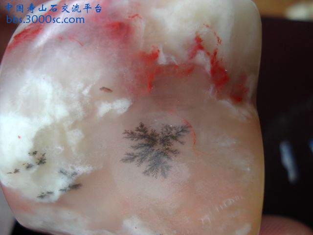 DSC08933.JPG